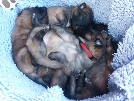 N litter bundle of puppies in a basket 03032013 2sm.jpg