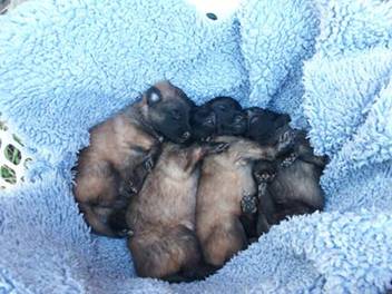 N litter bundle of puppies in a basket 03032013sm.jpg