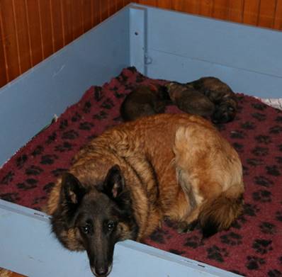 Tlitter puppies and mumma 13102014 sml.jpg