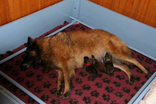 T litter puppies and mumma 01102014 sml.jpg