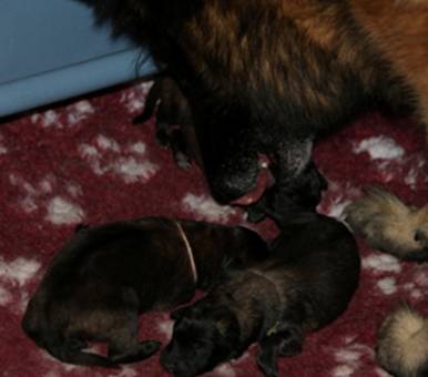 T litter puppies clean up time 29092014 sml.jpg