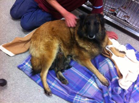 Evie and pups at vets 1 28092014 sml.jpg