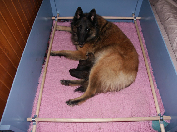 S litter Evie and her puppies 25032014 1 sml.jpg
