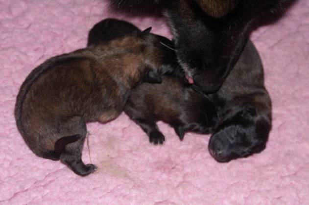 S litter Evie and her puppies 25032014 sml.jpg