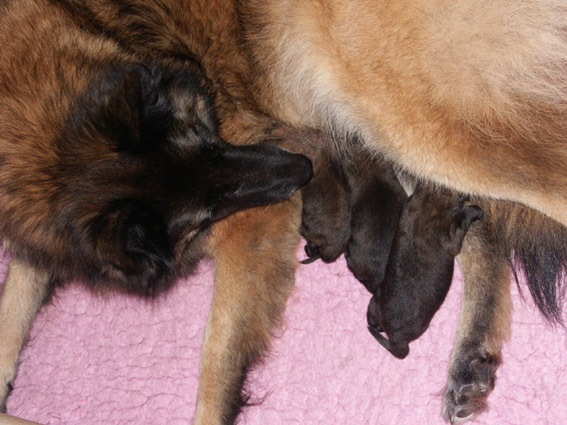 S litter Evie and her puppies 25032014 2 sml.jpg