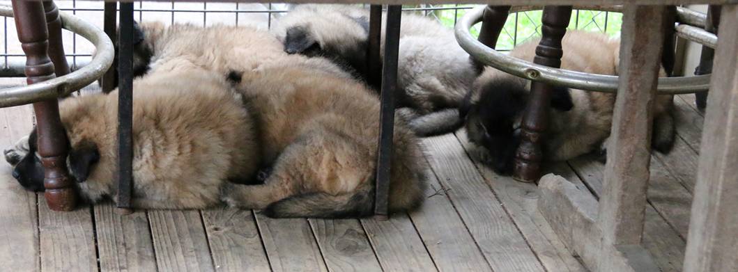 fury tired puppies 18092016w.jpg