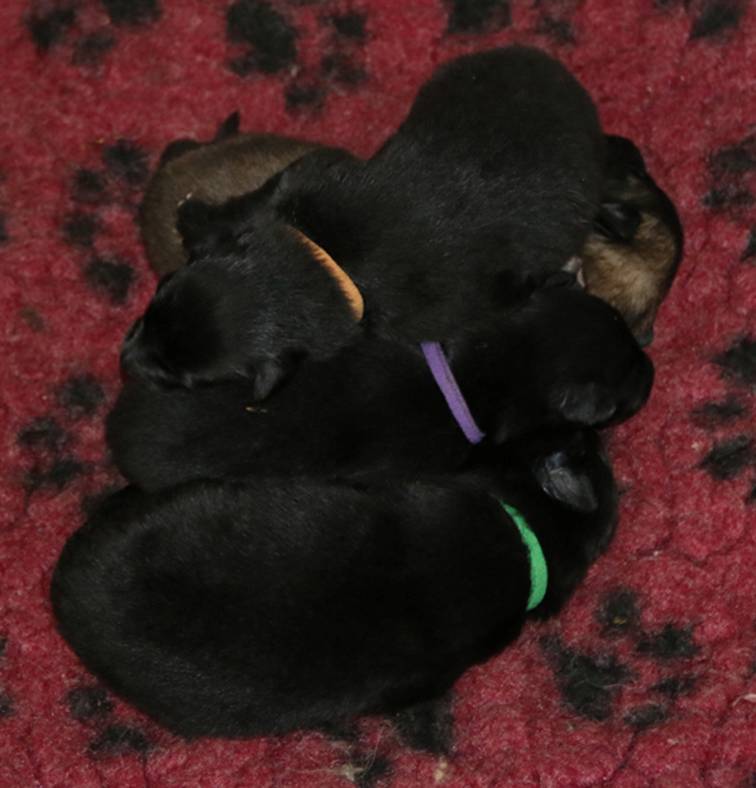 Lani puppies bundle of pups 27082017w.jpg