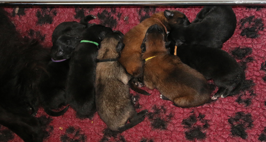 Lani puppies in a row 27082017 1w.jpg