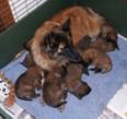 L litter laurie surrounded 19052011 1.jpg