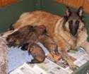 L litter laurie and babies 16052011.jpg