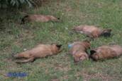 Lauries puppies sleeping 080309