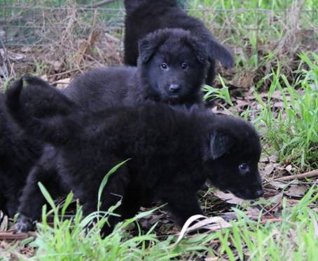 Zoes puppies 11092019 5.jpg